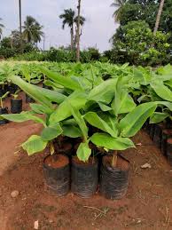 Banana Seedling featured product in Seedlings